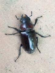 Prosopocoilus