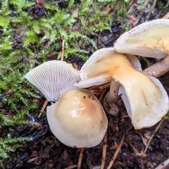 Hypholoma