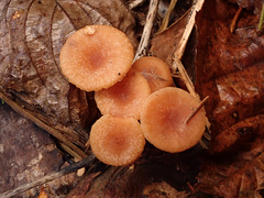 Laccaria laccata