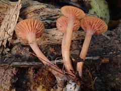 Laccaria laccata