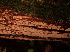 Steccherinum collabens