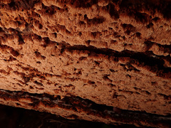 Steccherinum collabens