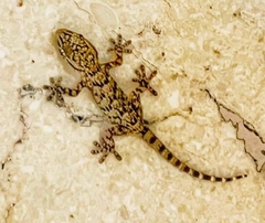 Tarentola mauritanica