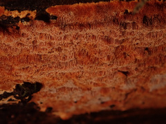 Steccherinum collabens