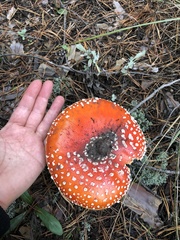 Amanita muscaria