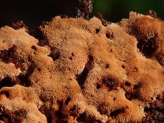 Steccherinum collabens