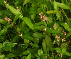 Persicaria minor