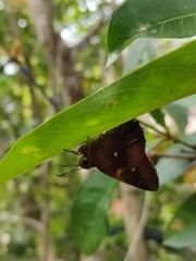 Hasora badra