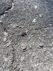 Dasymutilla quadriguttata