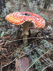 Amanita muscaria