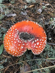 Amanita muscaria
