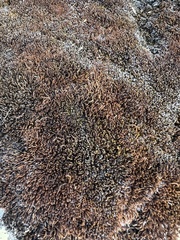 Grimmiaceae