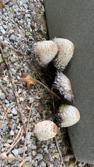 Coprinopsis variegata