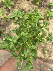 Ocimum basilicum