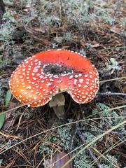 Amanita muscaria