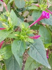 Mirabilis jalapa