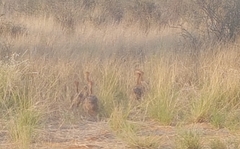 Struthio camelus australis