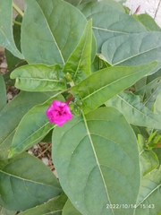 Mirabilis jalapa