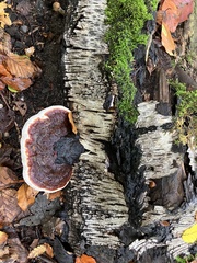 Heterobasidion annosum