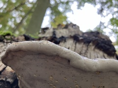 Heterobasidion annosum