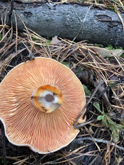 Lactarius deliciosus