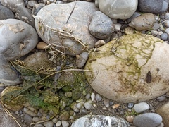 Chara vulgaris