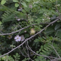 Hippolais icterina