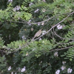 Hippolais icterina