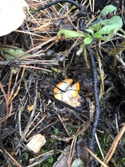 Lactarius deliciosus