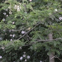 Hippolais icterina