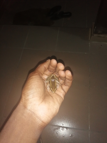 Galam white-lipped frog