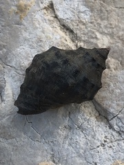 Rapaninae