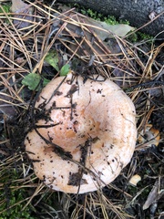 Lactarius deliciosus