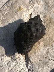 Rapaninae