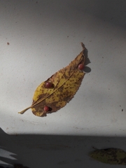 Pachypsylla celtidismamma