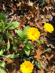 Calendula