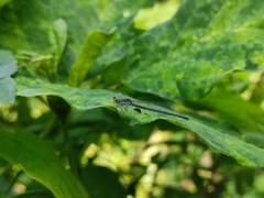 Pseudagrion rubriceps