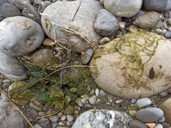 Chara vulgaris