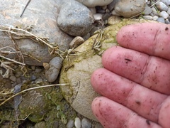 Chara vulgaris
