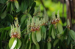 Macrolobium latifolium