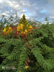 Erythrostemon gilliesii