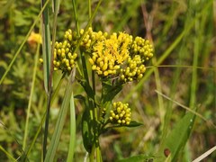 Solidago ohioensis