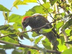 Colaptes rubiginosus