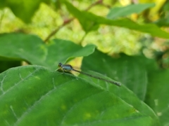 Pseudagrion rubriceps