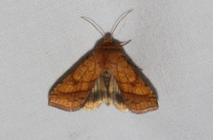 Pyrrhia umbra