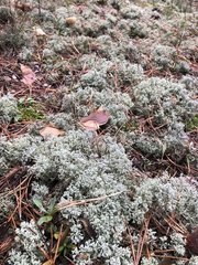 Cladonia arbuscula