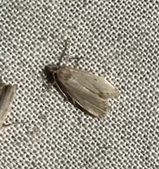 Autosticha kyotensis