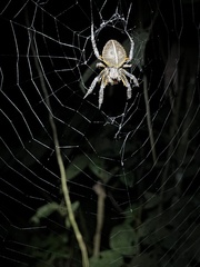 Eriophora