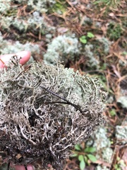 Cladonia arbuscula