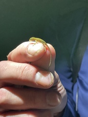 Anolis limifrons